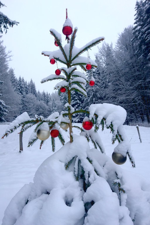 Fichte im Schnee mit Christbaumkugeln